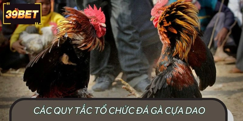 Khám phá quy tắc đấu chiến kê cựa dao 