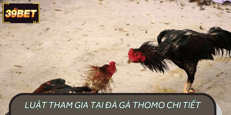 Luật tham gia đấu chiến kê Thomo cần nắm 