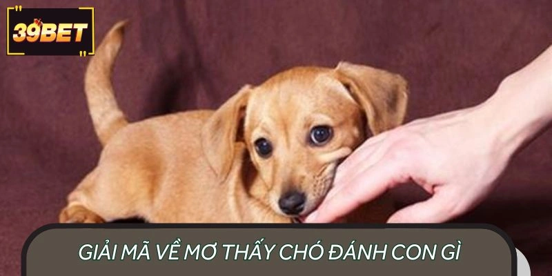 Mơ thấy chó đánh con gì và giải thích chi tiết